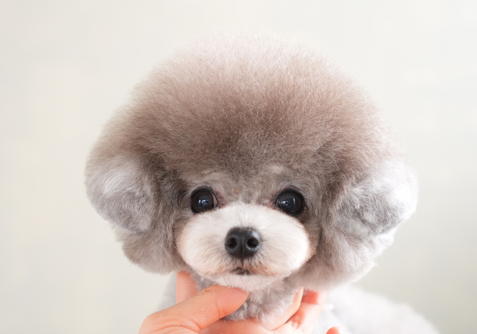 グレーのトイプードル
